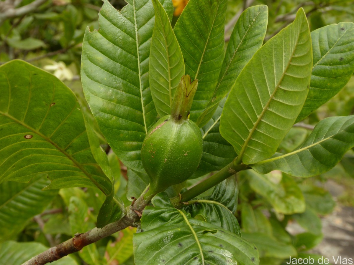 Gardenia fosbergii Tirveng.